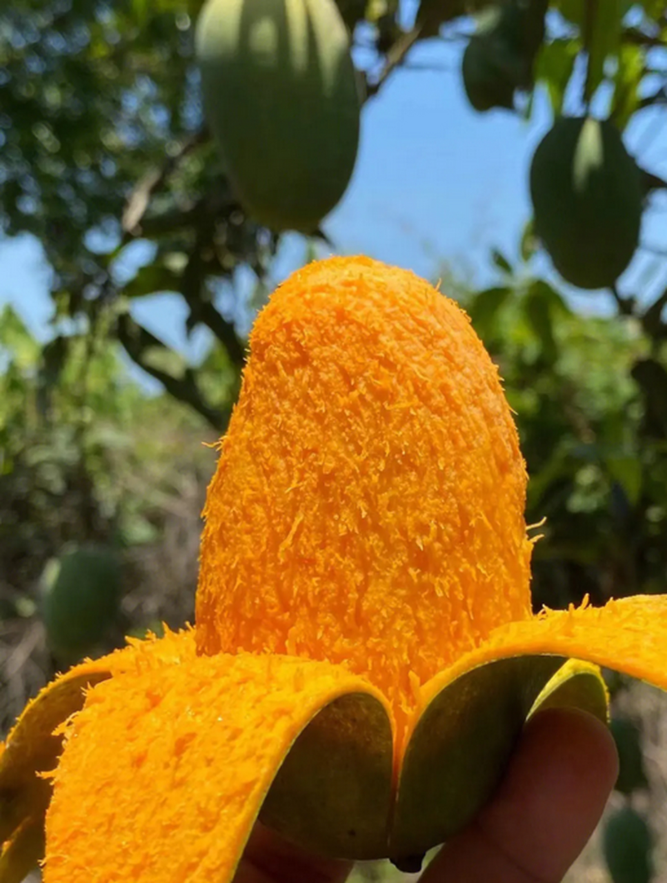 孩子出现芒果过敏怎么办?