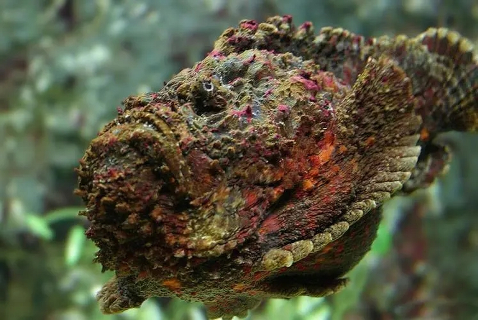 石鱼是海洋生物中最会伪装和最稳重的鱼类老猎手,这种石鱼长得像石头