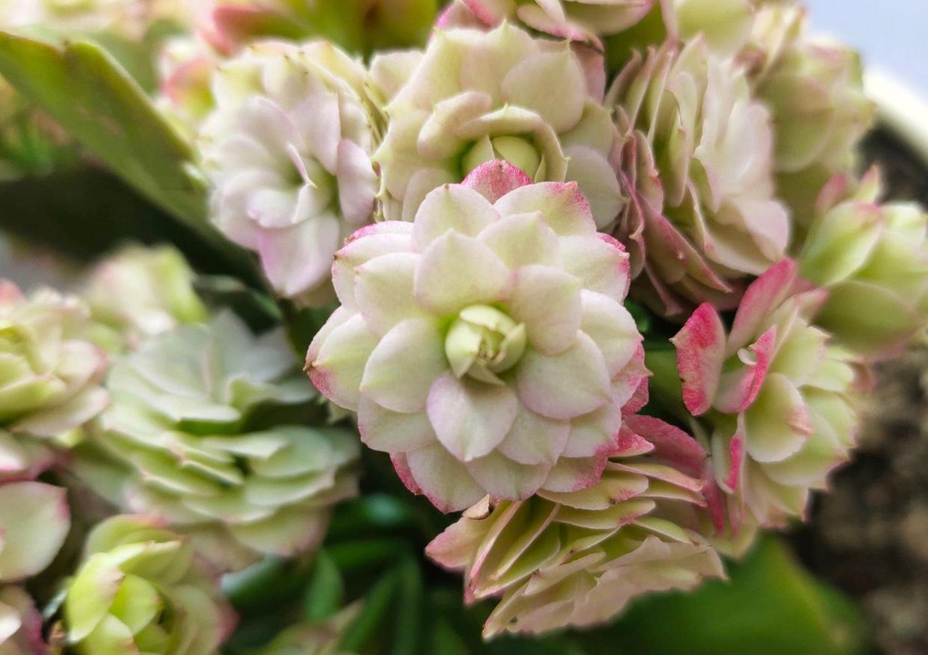 北阳台也能养的观花植物——长寿花"粉巴黎",著名的"网红"盆栽花卉