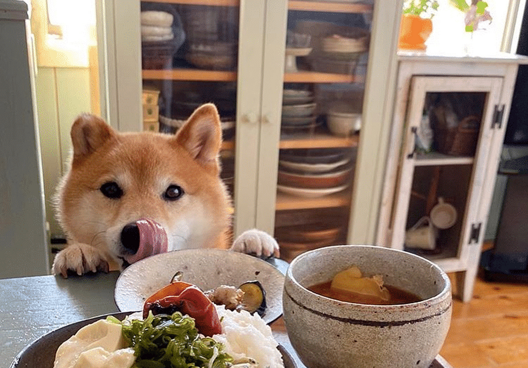 今日菜单煎饺今日菜单蜜瓜蛋糕今日菜单日式饭团今日菜