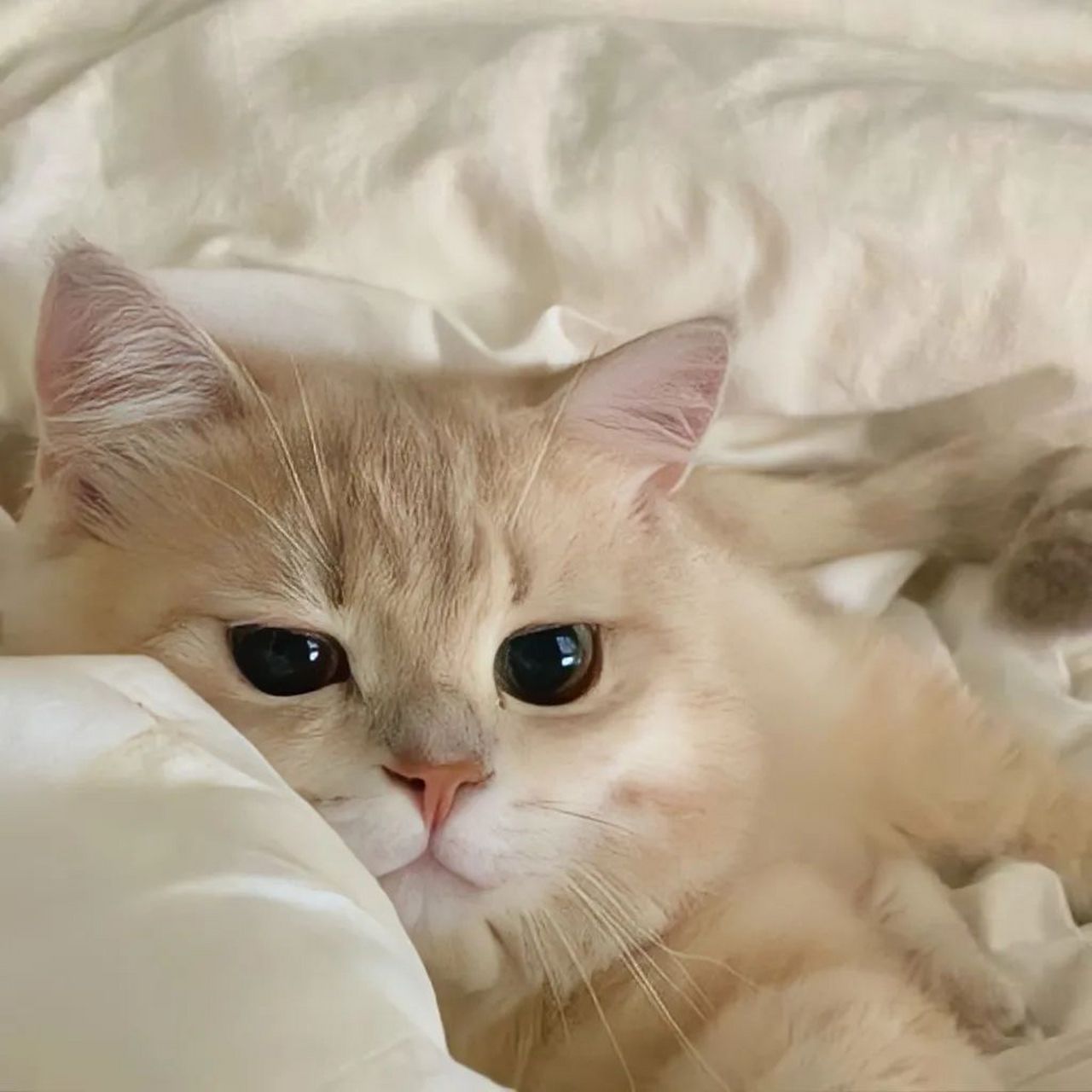 猫咪头像  "我们虽然见不了面,  可是 我希望在这个冬天,  你能照顾好