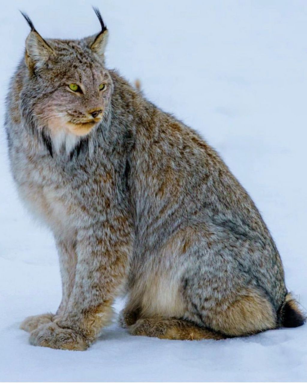 扎辫子的大猫猞猁,气质和萌都拿捏的准准的 喵星人93在野外有着很多
