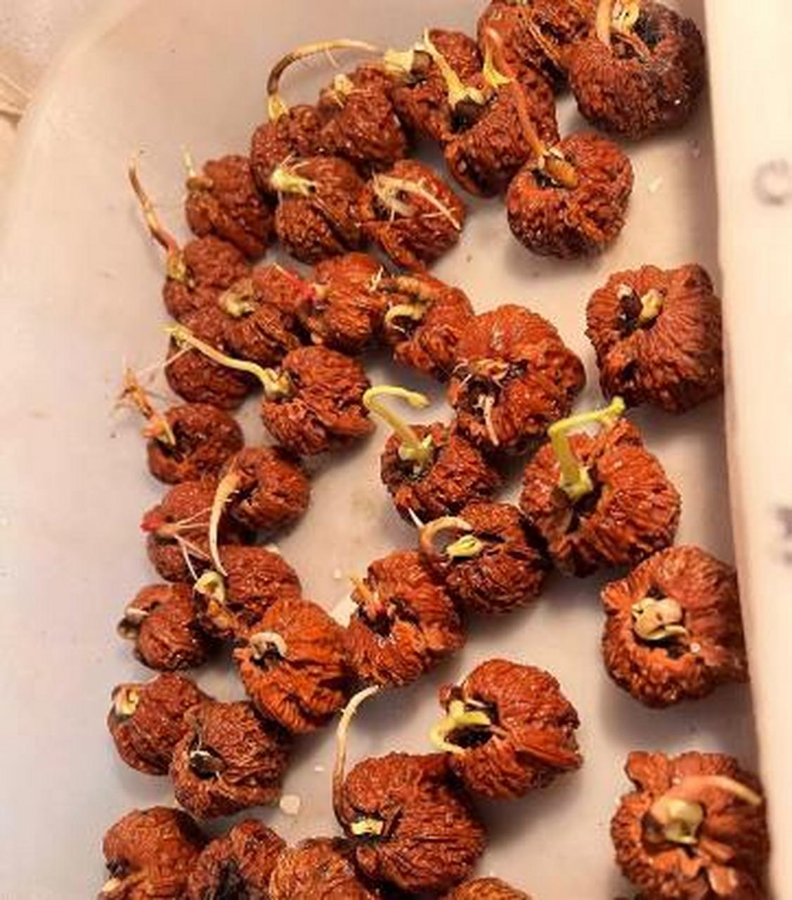 这文玩核桃发芽了,怎么补救了[不要啊][啊][啊]