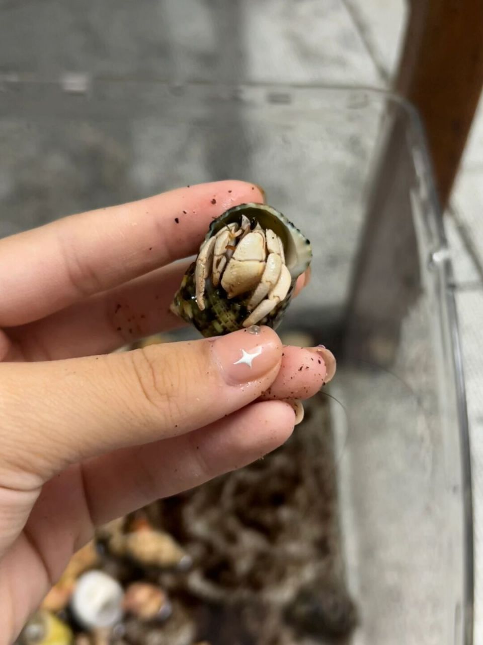 草莓寄居蟹  草莓寄居蟹是一种生活在热带和亚热带海域的节肢动物