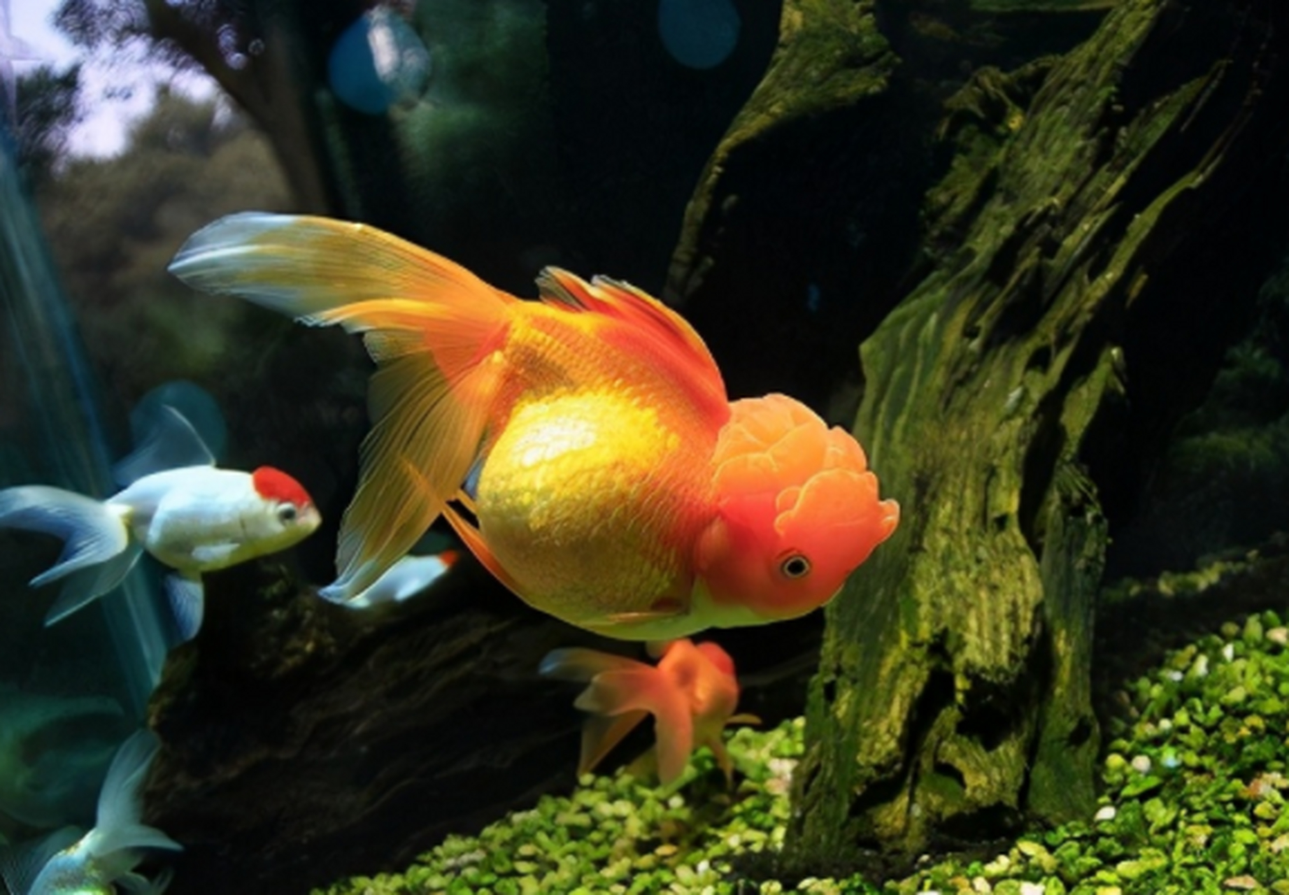 金鱼的寿命:金鱼的寿命是比较长的,一般可以存活七年左右.