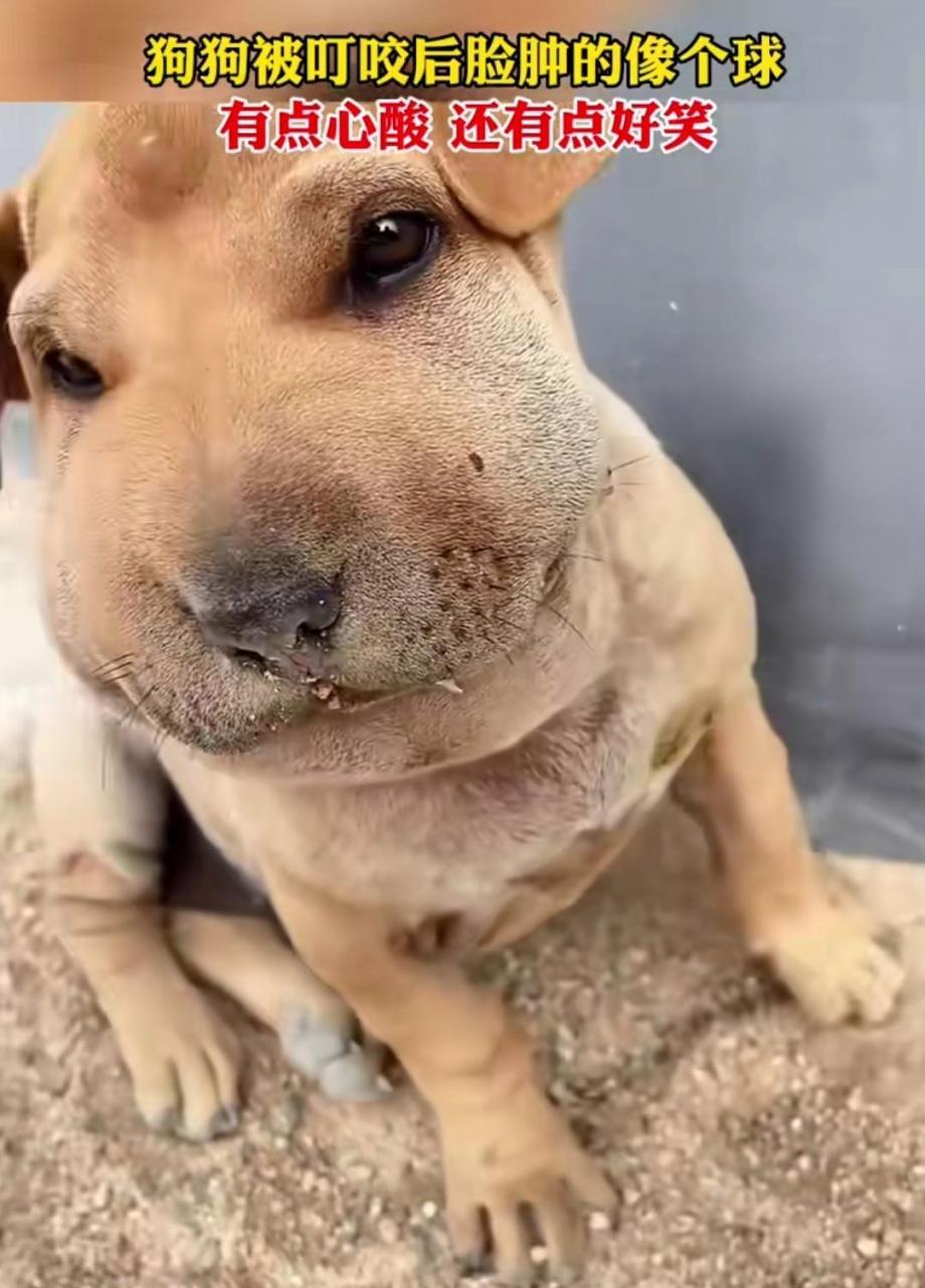 狗狗被蜜蜂蜇后,脑袋肿得像个球既好笑又心酸!