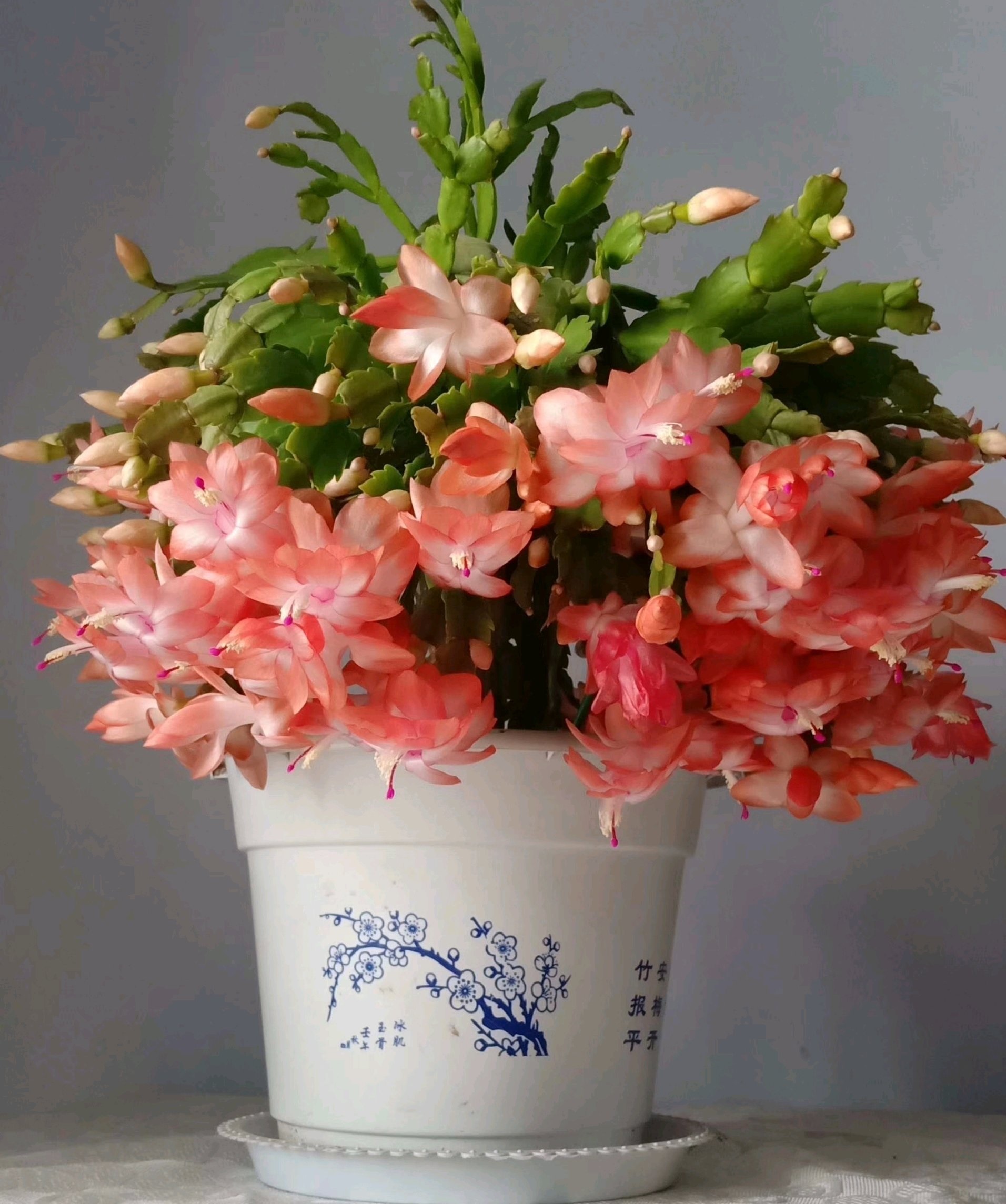 蟹爪兰"海滨舞者"(简称海滨)开花图,特别喜欢这种艳而不俗的,花朵姿态