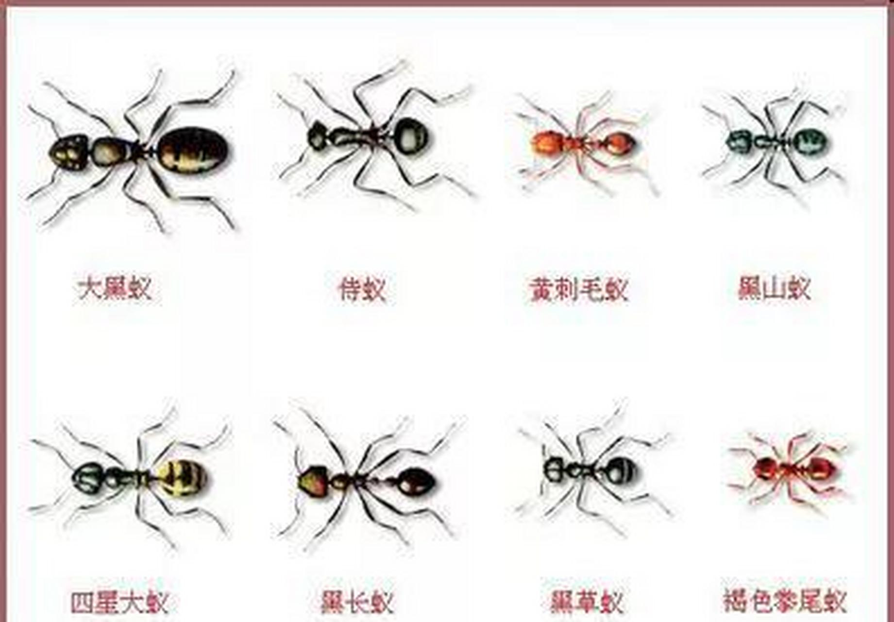 在几乎所有种类的蚂蚁中,蚁后的寿命是所有蚂蚁中最长的.