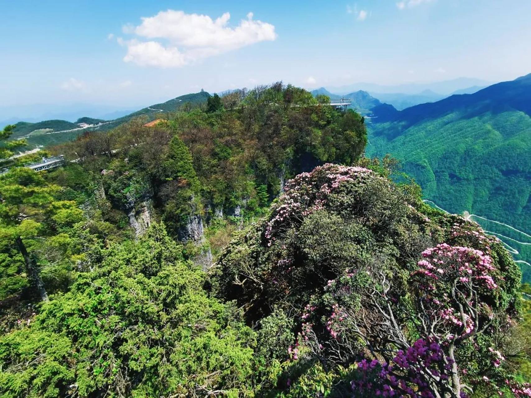 初夏时节,位于陕西省汉中市南郑区的龙头山景区成片的高山杜鹃竞相
