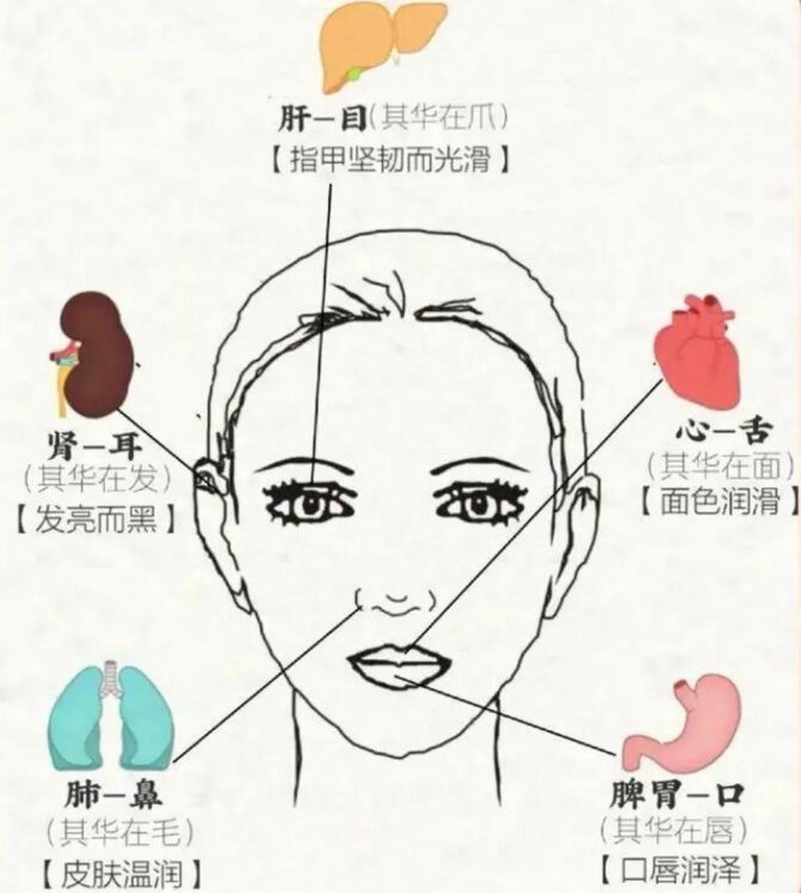 观五官知五脏,脸上这些异常变化,代表五脏隐藏的病变  一:心开窍于舌