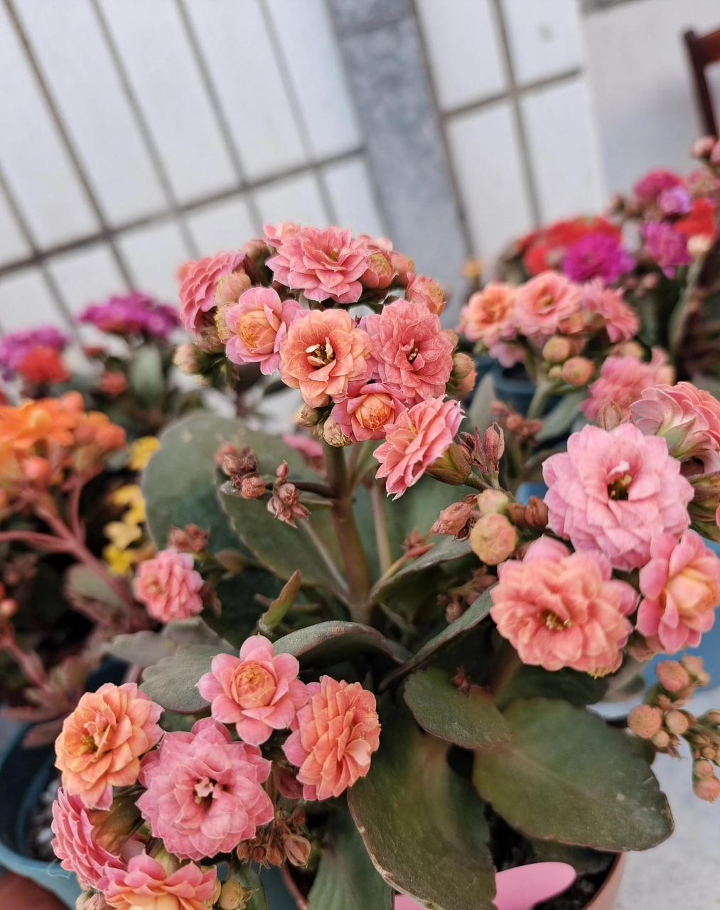 长寿花～果冻,年近年关入的一款果冻,到手后天气缘故快销苞了,心想着