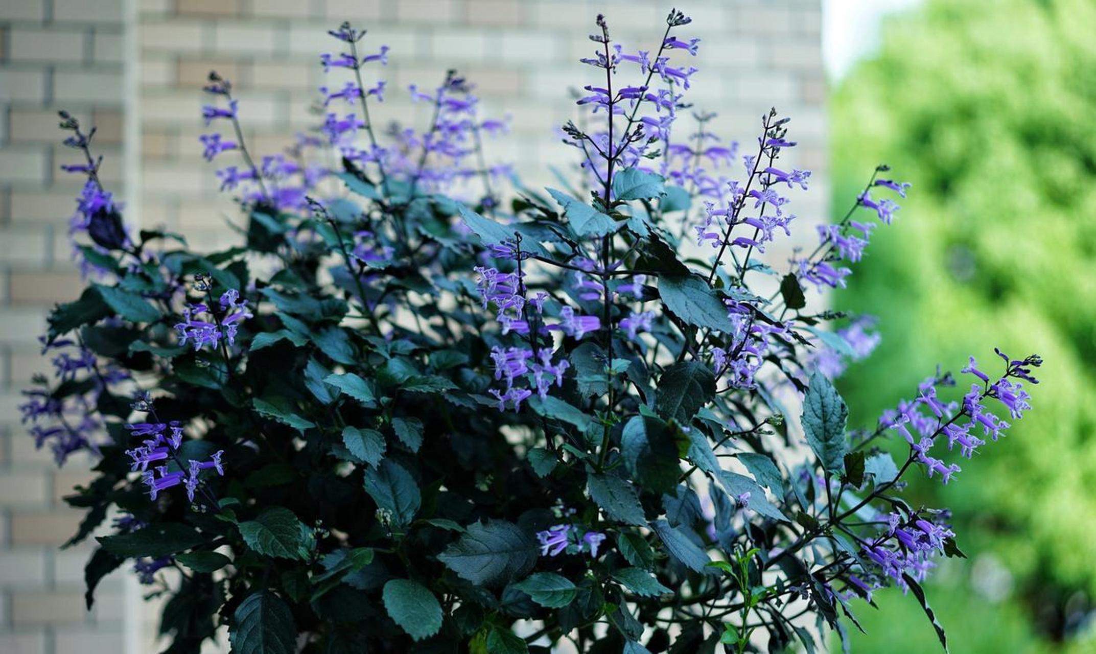 阳台盆栽"新宠儿"——艾氏香茶菜,别名特丽莎薰衣草,莫娜薰衣草等