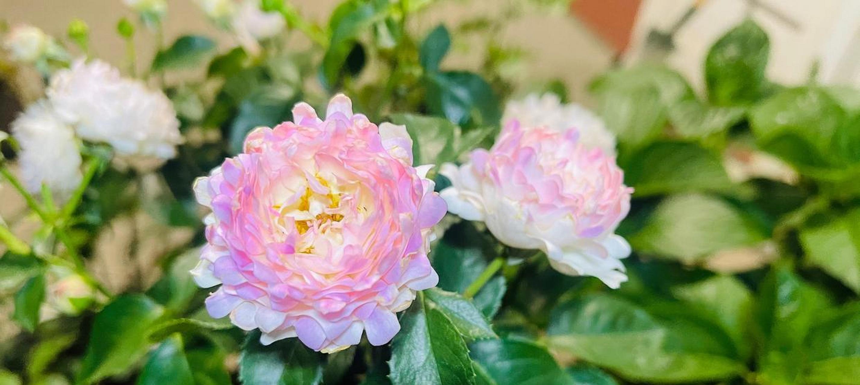 月季花新品种——海的女儿,花朵像海葵般多姿摇曳,迷人的深粉色,还会