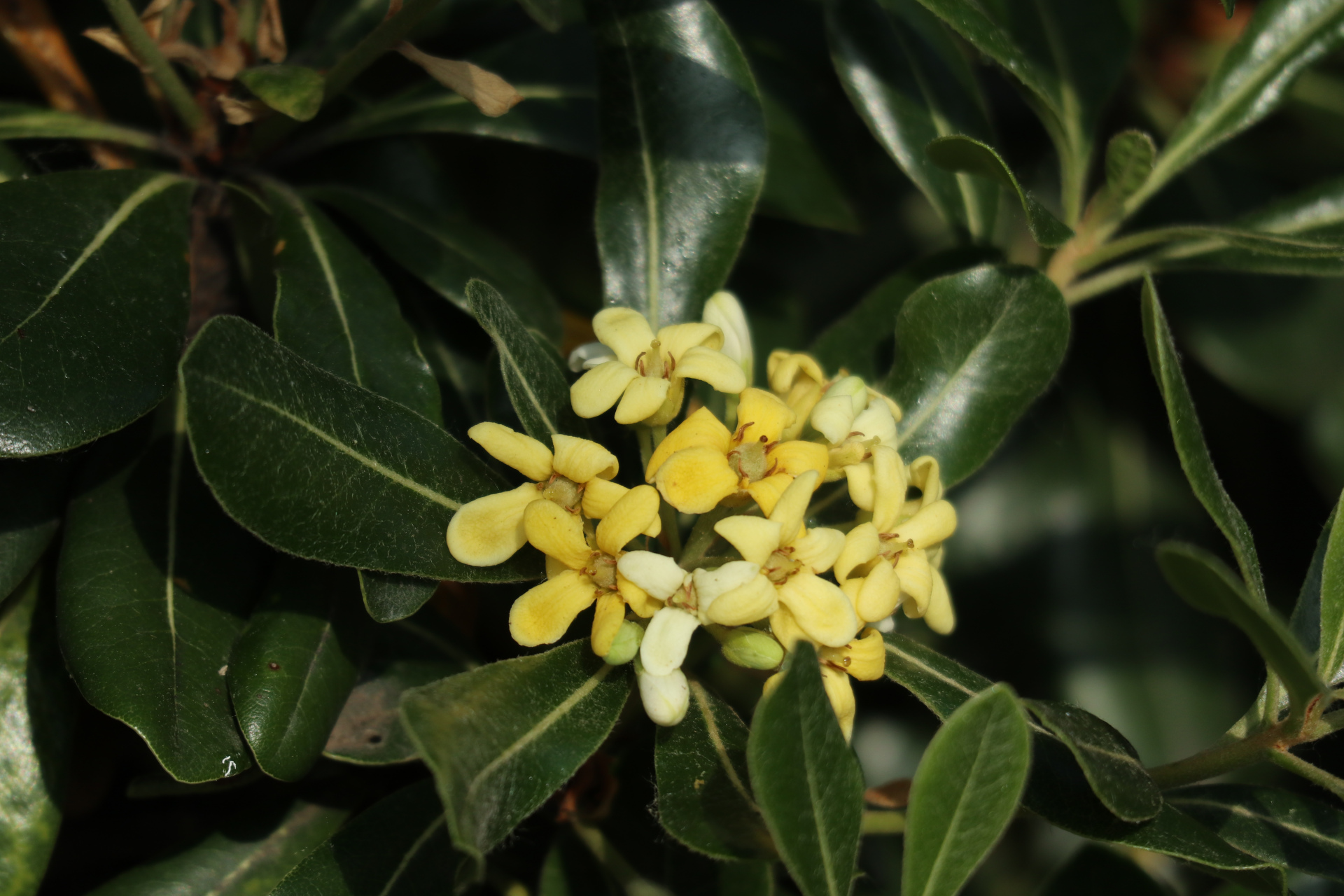 "七里香"海桐(照片原创,拍摄于青岛市区)