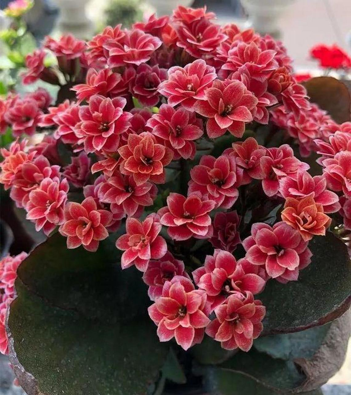 长寿花大宝,好养易活,开花喜庆!