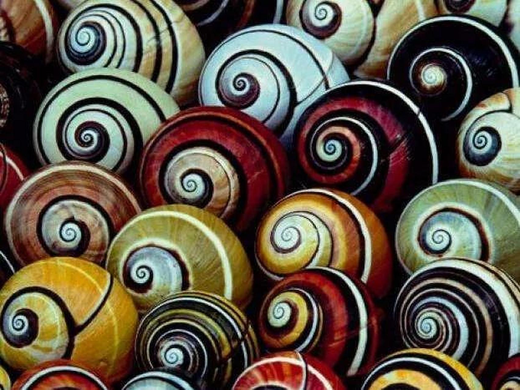 有一种蜗牛叫做七彩少女蜗牛,因为这种蜗牛的外观非常美丽,才会被人们