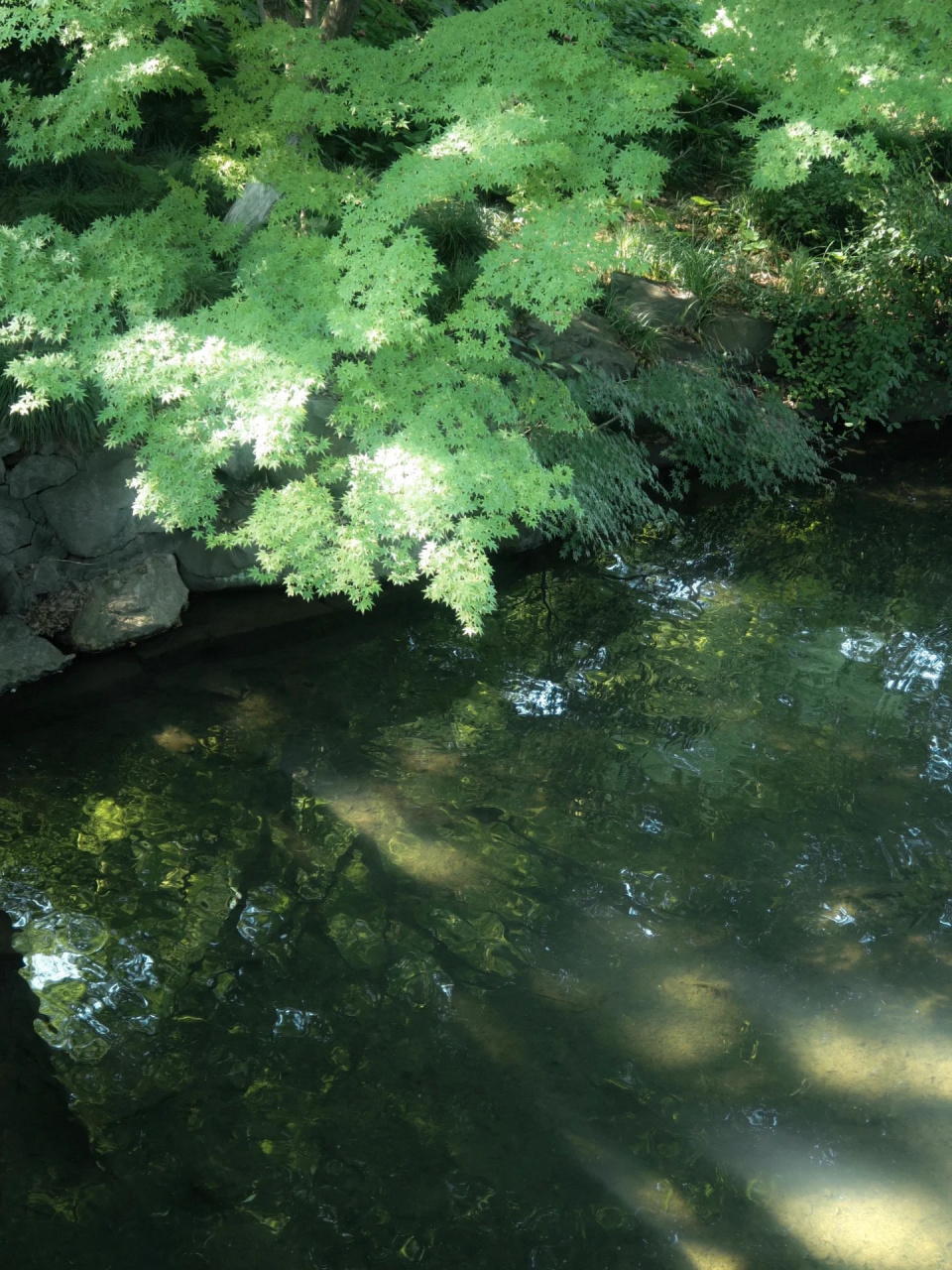 " 坠入恍惚间的梦境 "  摄于杭州西湖乌龟潭