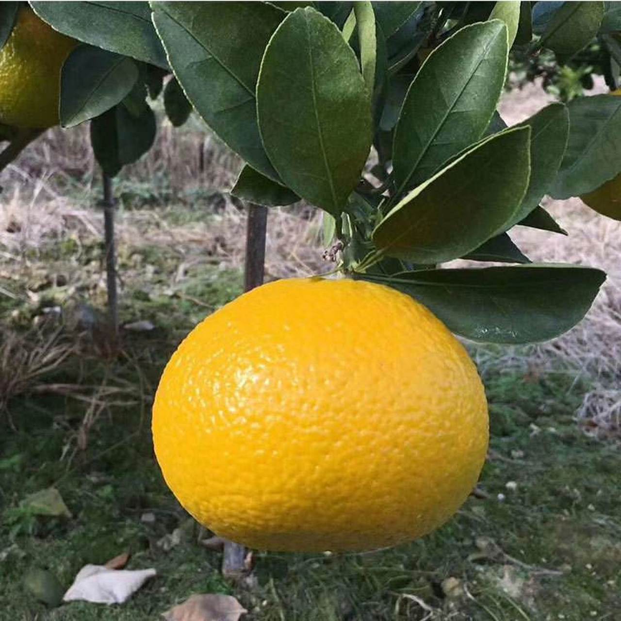 会昌桔柚,江西省赣州市会昌县特产,会昌桔柚兼具桔和柚两者的香气