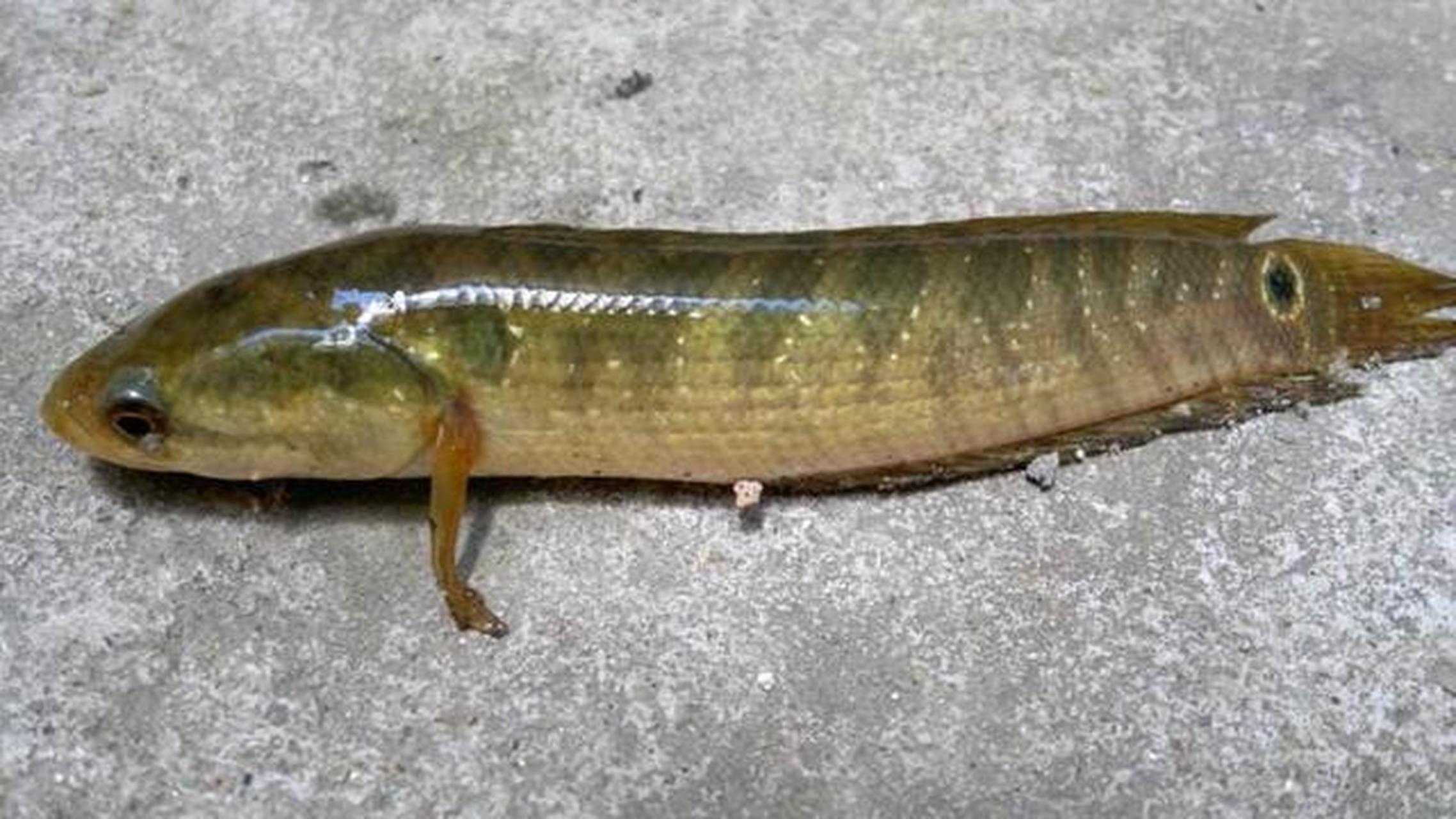 现在有钱难买到 1,石巴子 石巴子是一种和黄颡鱼长相极为相似的鱼,在