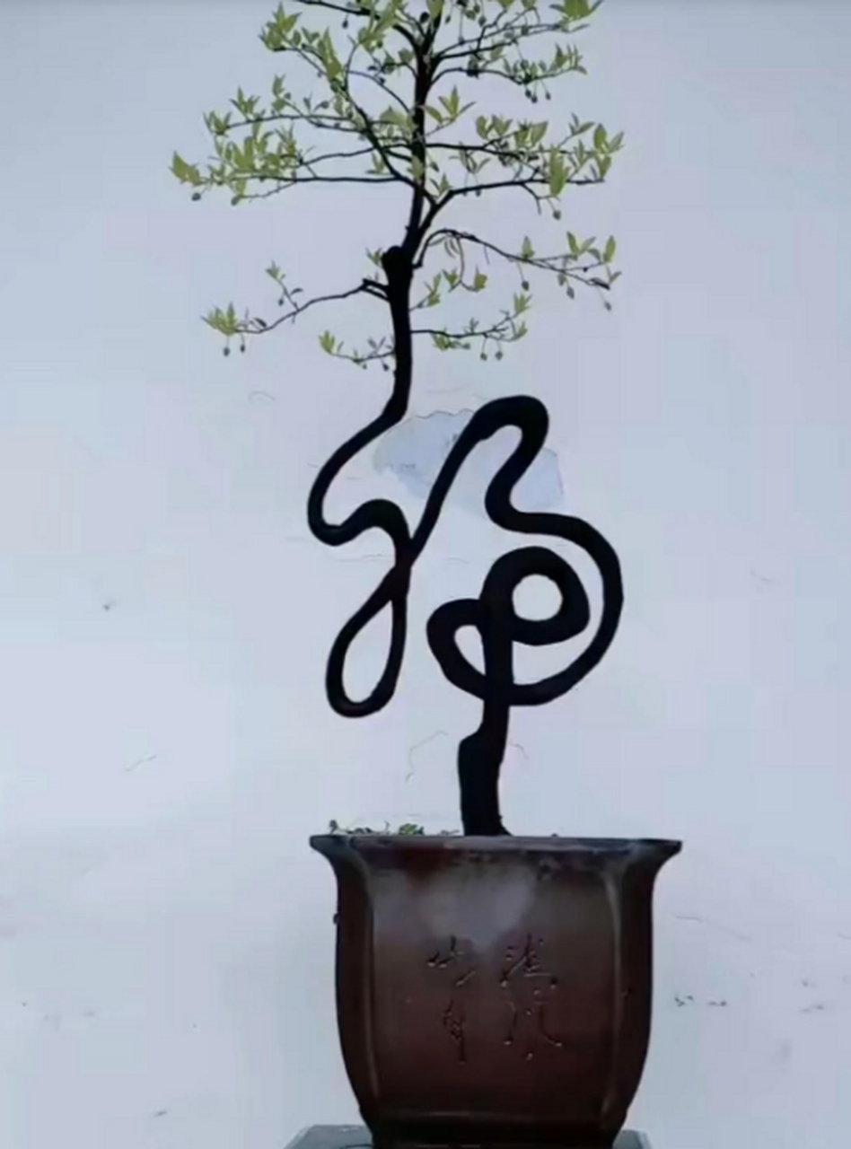 这盆栽种的有创意,竟然是一个字