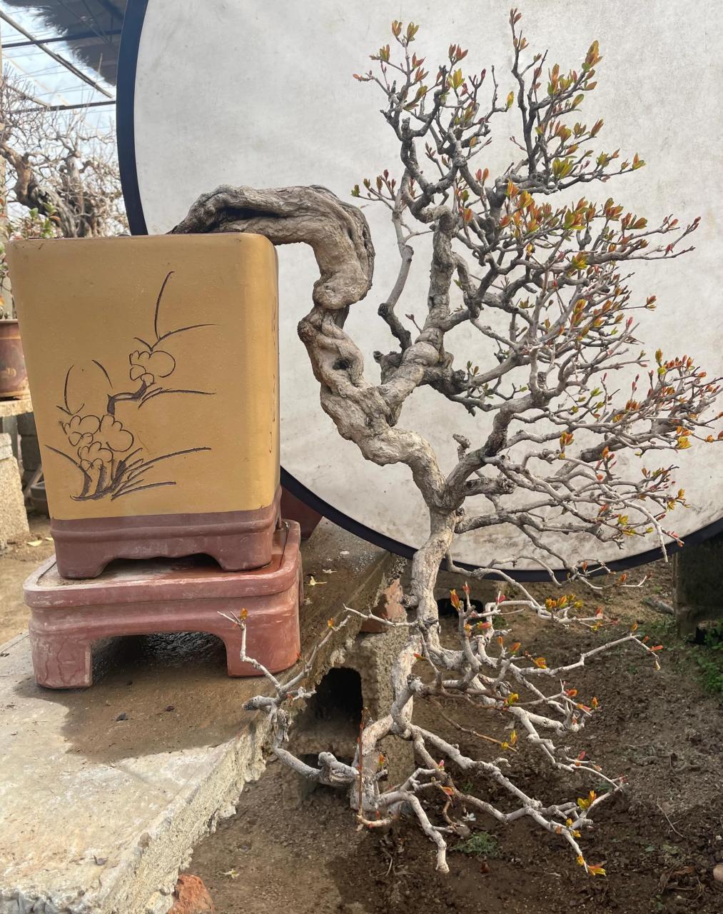 精品石榴盆景 悬崖小老桩 飘逸,洒脱 #春季生活打卡季