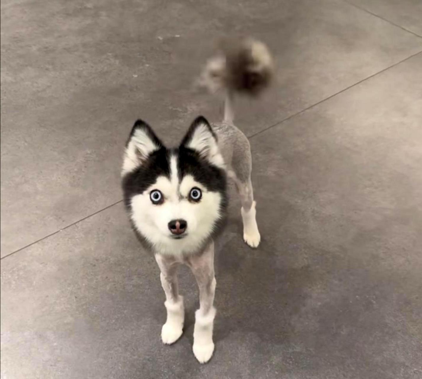 这只狗长得丑萌丑萌的,有点像许凯!