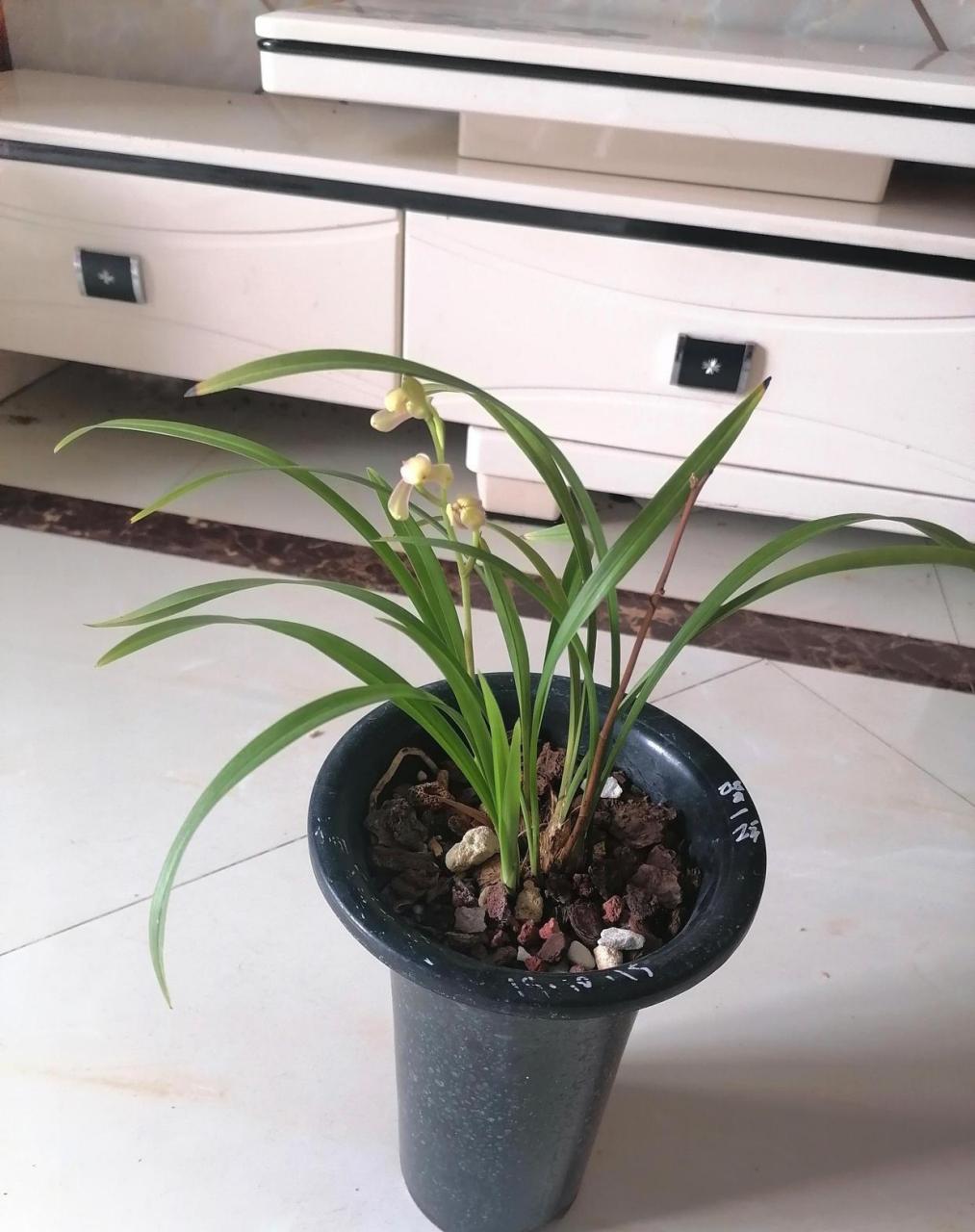 建兰红一品今天开了两朵,昨天半开状态就开始放香了,本来没有闻到香味