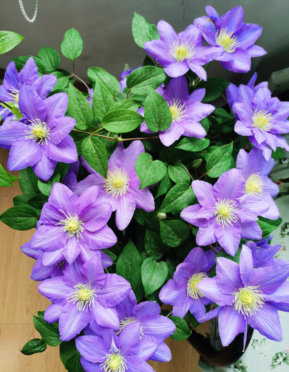 给大家推荐一款适合阳台养的铁线莲——塞尚,大道系矮小品种,株高仅0.