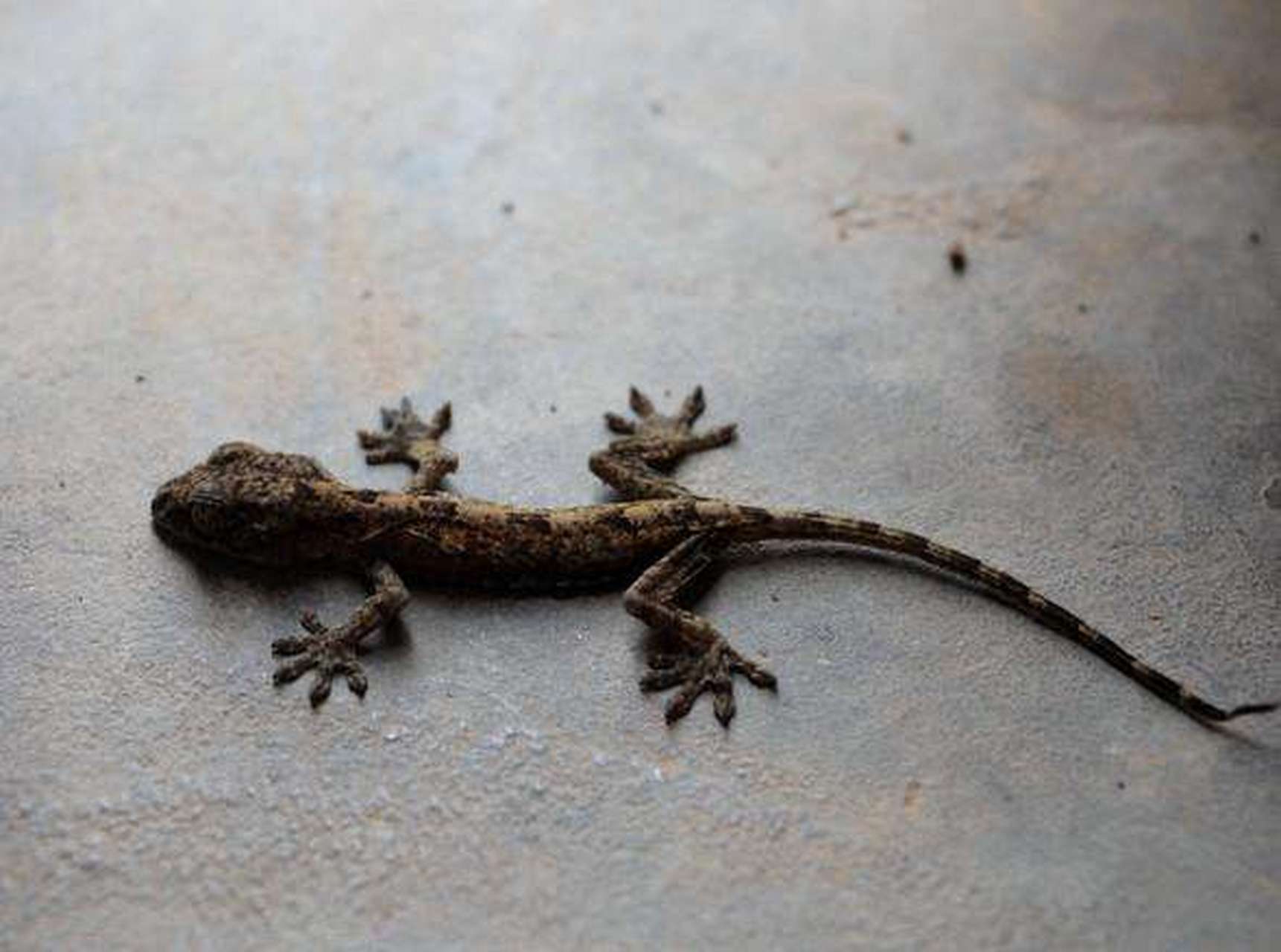 前几天下班回家,看到门口有一条死了的小壁虎,有些很生气,谁tm这么坏