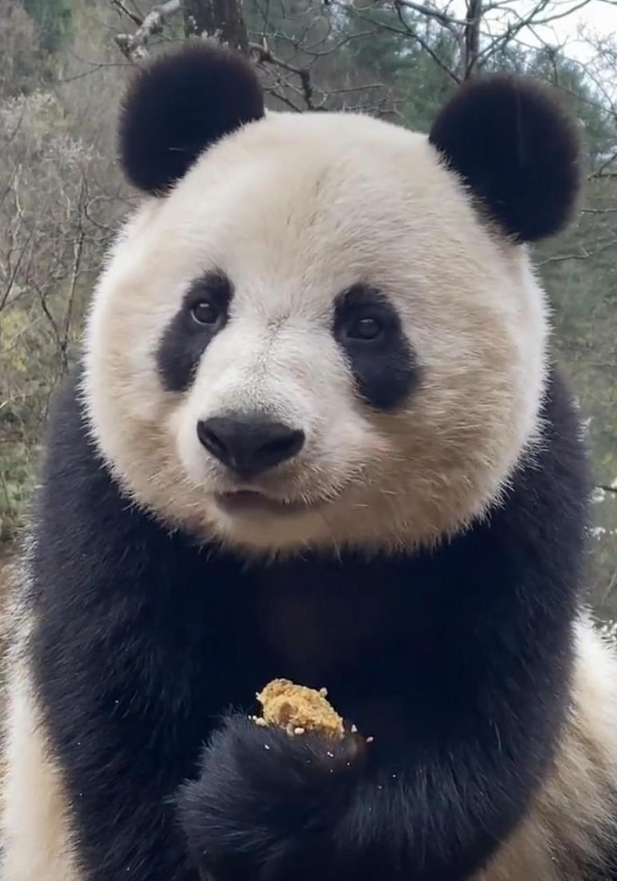 大熊猫小馨于2017年7月26日出生,现在有六岁啦!最喜欢吃南瓜