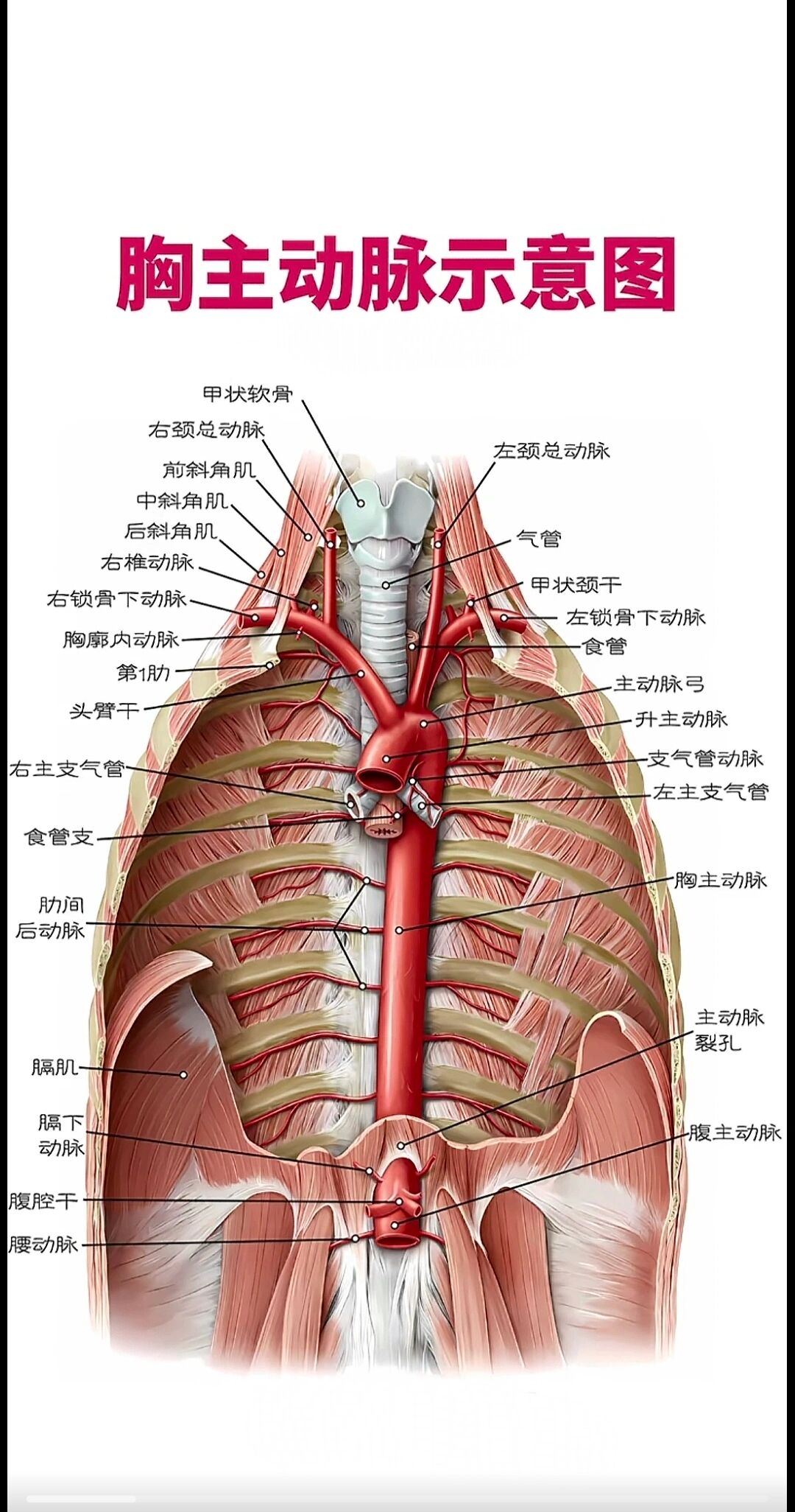 胸大肌皮瓣供血血管图片