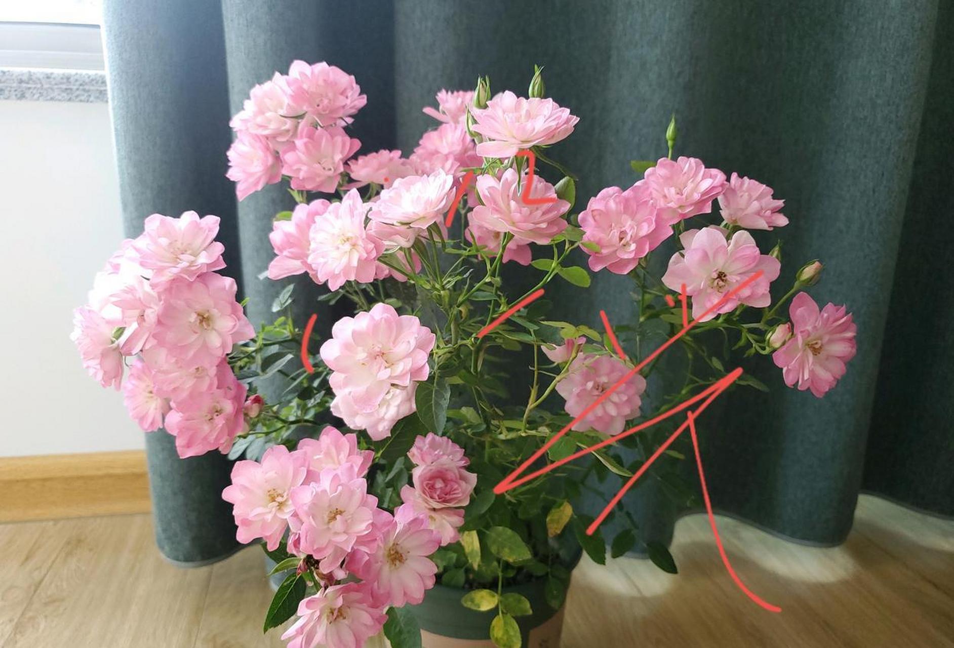 微型月季"繁星天荷",最值得拥有的品种之一,在我心目中排名前三,和