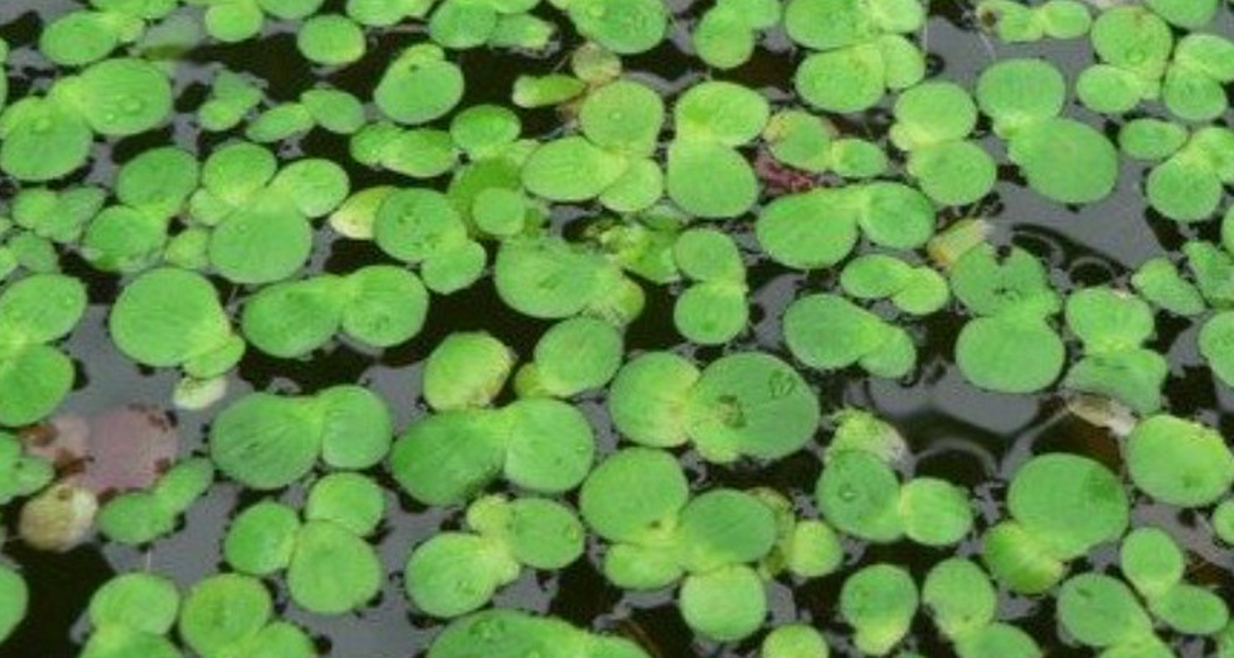 浮萍的繁殖方式:  11566 萍的繁殖方式有三种,分别是浮萍,苹果萍