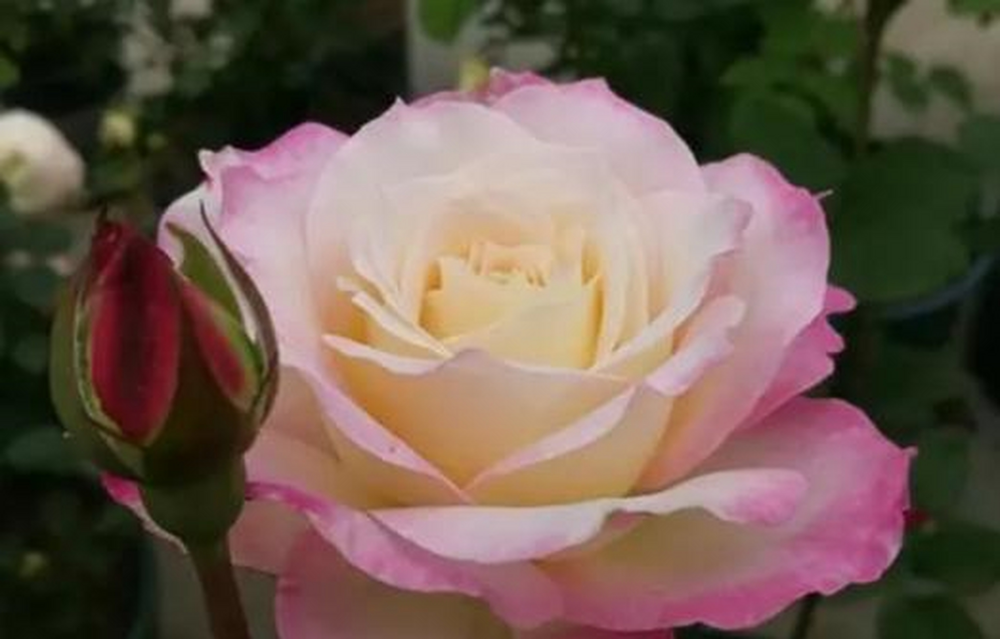 初妆是天狼创始人姜正之培育的国产月季品种,属于小型灌木月季,多季节