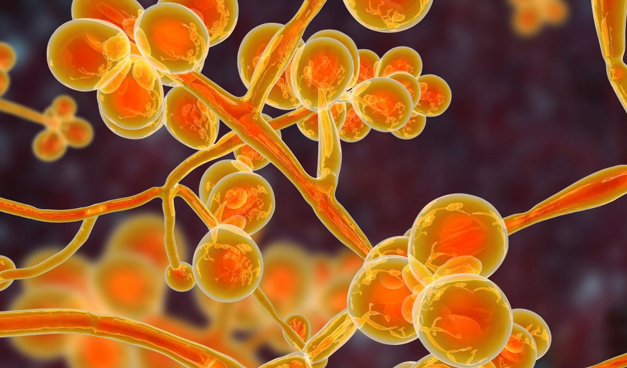 的研究人员报告说,这种真菌是叫做耳念珠