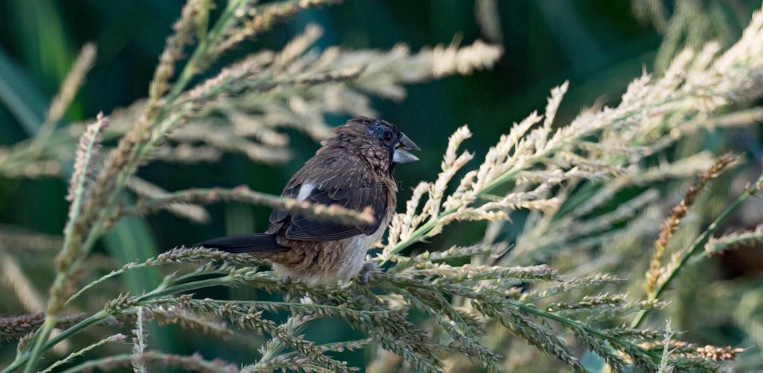 经过苏美女神身边