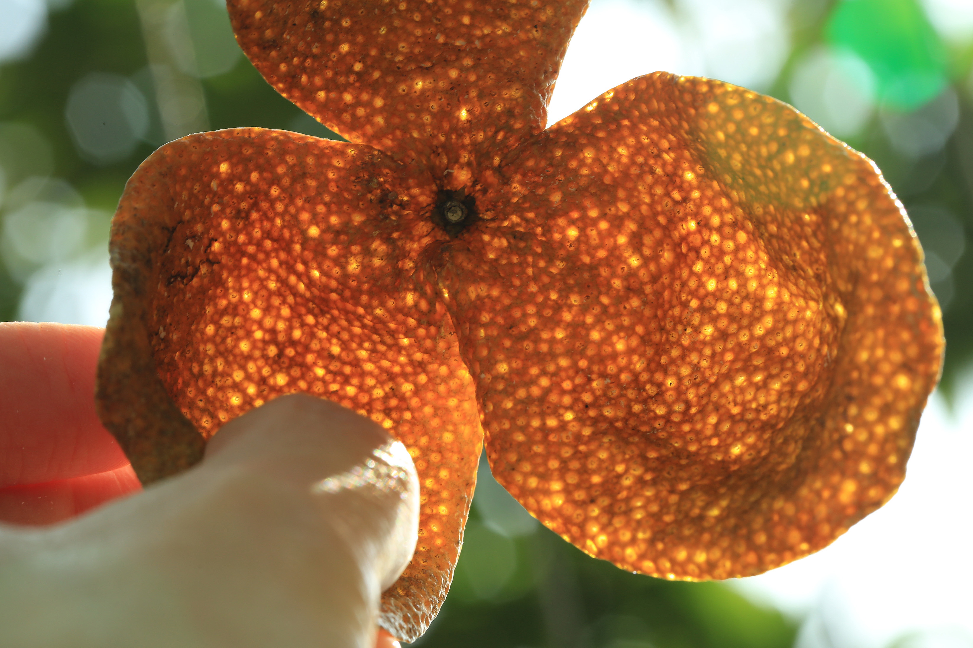 新会陈皮到底是厚的好,还是.@柑六叔新会陈皮的动态