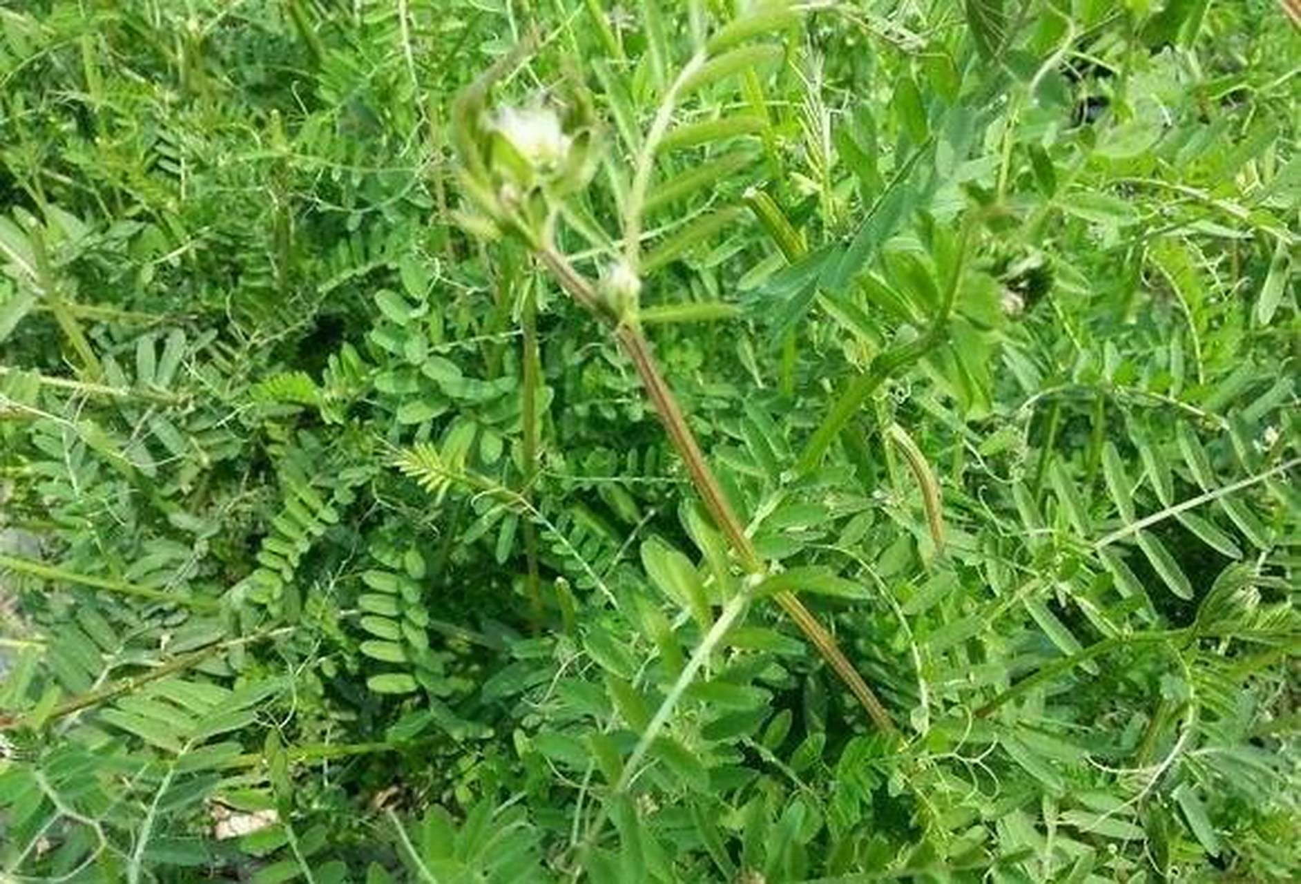 苕菜又称"巢菜",是一种豆科本草植物野豌豆的嫩叶或茎叶,该植物为
