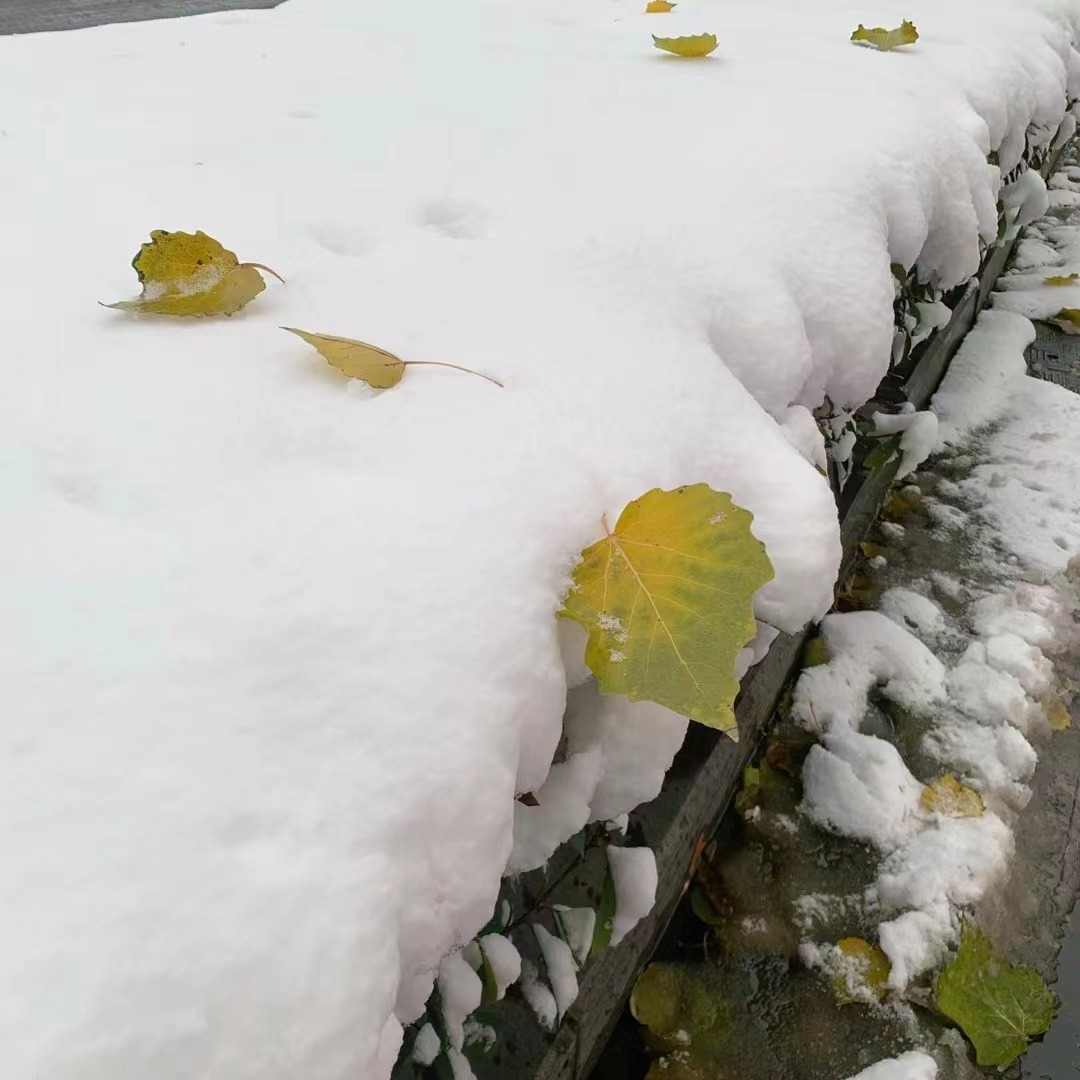 梦到下雪了雪的形状像头纱的简单介绍 梦到下雪了雪的外形
像头纱的简单

先容
 卜算大全