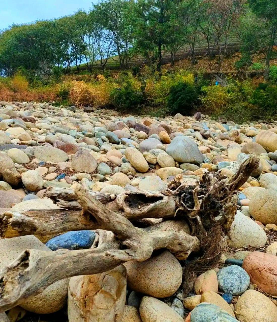 烂木头图片