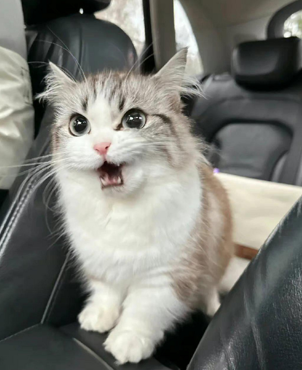 猫猫生气的时候,居然会翻白眼?简直太可爱了!