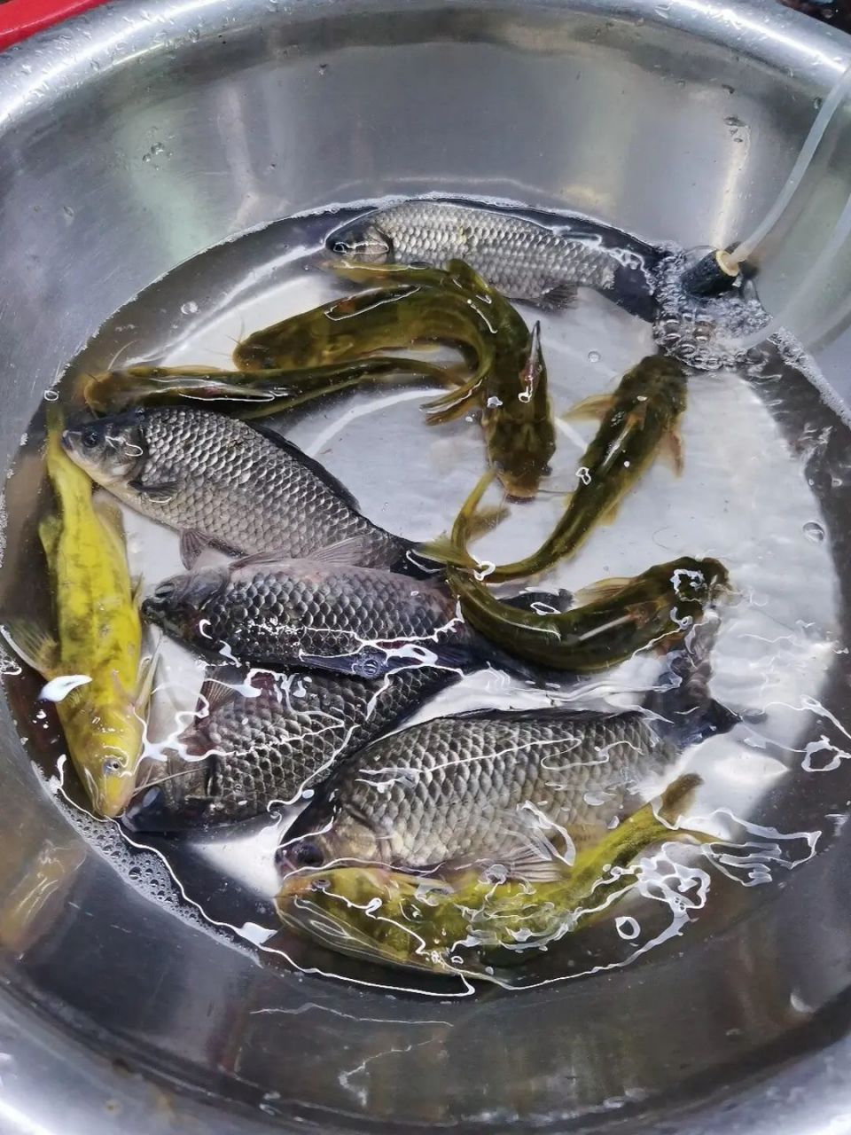 菜场阿姨说纯野生鲫鱼17一斤 没买过不知道应该是什么价格, 我没买