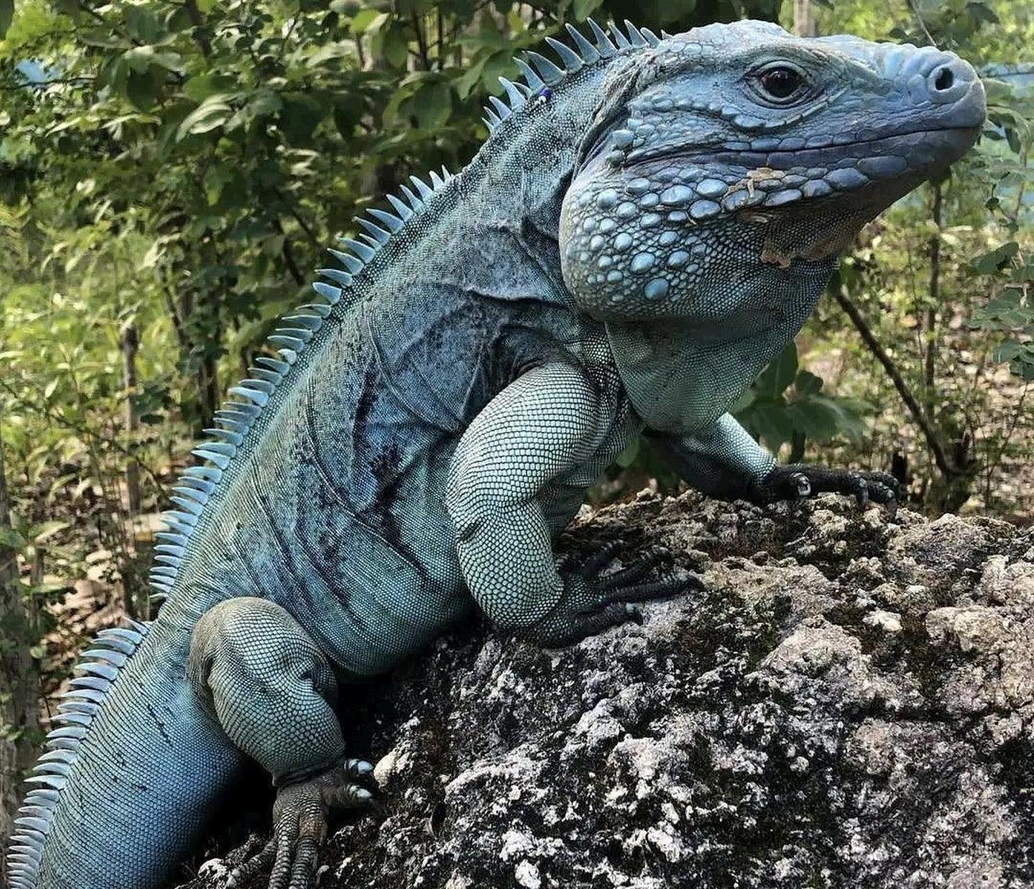 这东西算动物界的肌肉猛男吗#趣图呵呵#[偷笑]