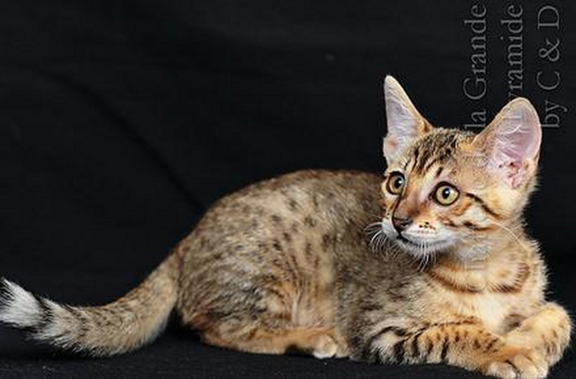 埃及猫,是一种非常古老的猫品种,其历史可以追溯到数千年前,与古埃及