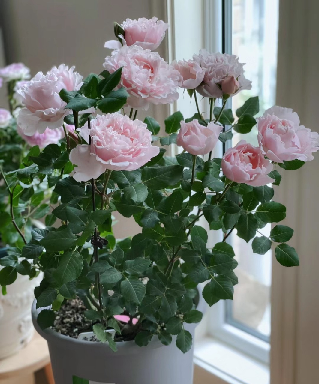 带大家认识一款时下很流行的品种——苏菲罗莎,也叫圣菲罗莎,灌木月季