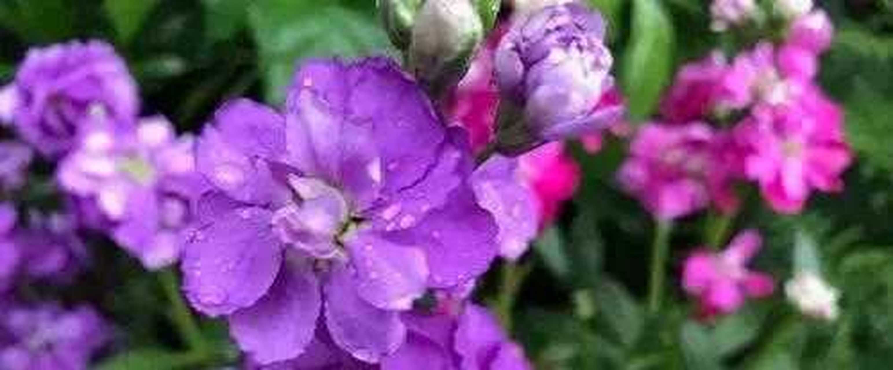 紫罗兰的花语及图片(紫罗兰的花语及图片和寓意)