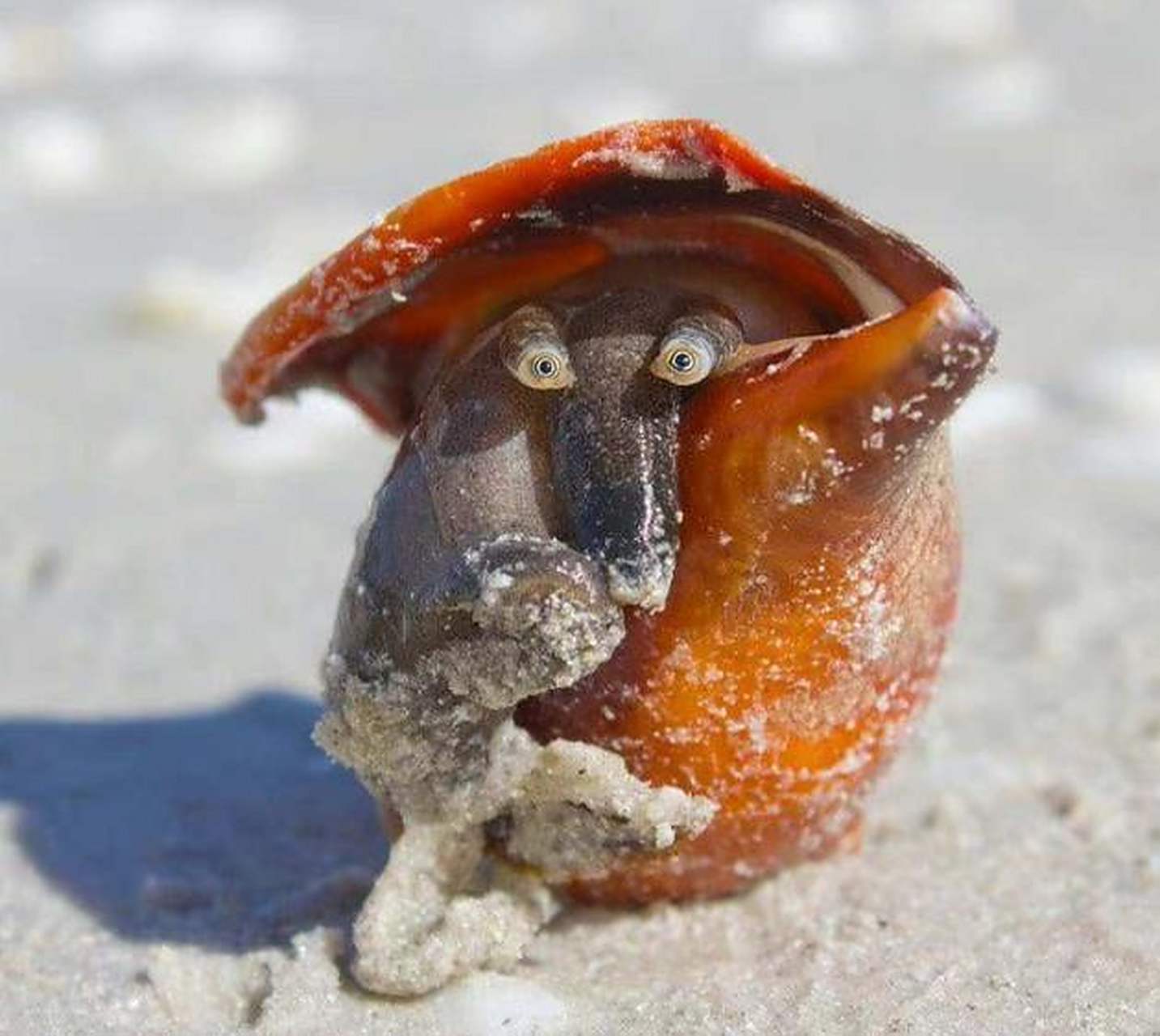 海螺# 这只海螺用眼睛瞪你,该怎办?