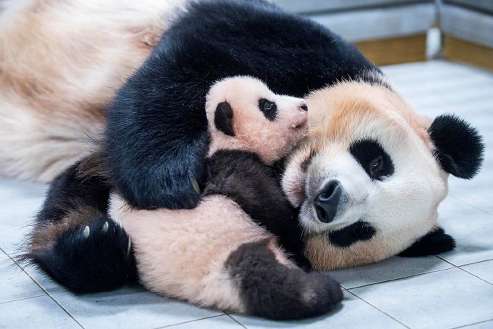 7月7日,三星爱宝乐园的两只熊猫----爱宝和乐宝,喜添雌性双胞胎.