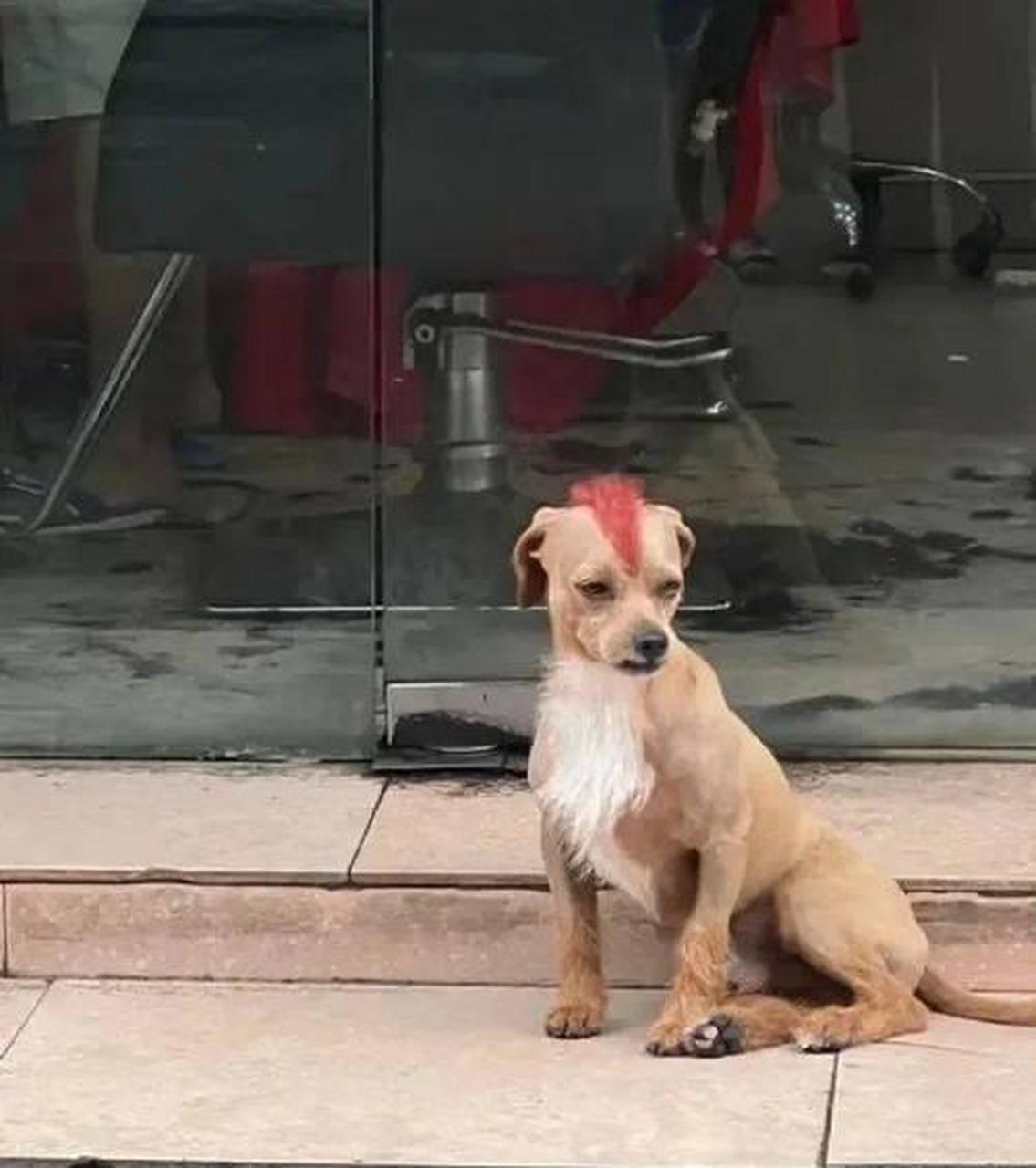 这发型一看就是修狗中的街溜子,不好惹啊! #趣图搞笑