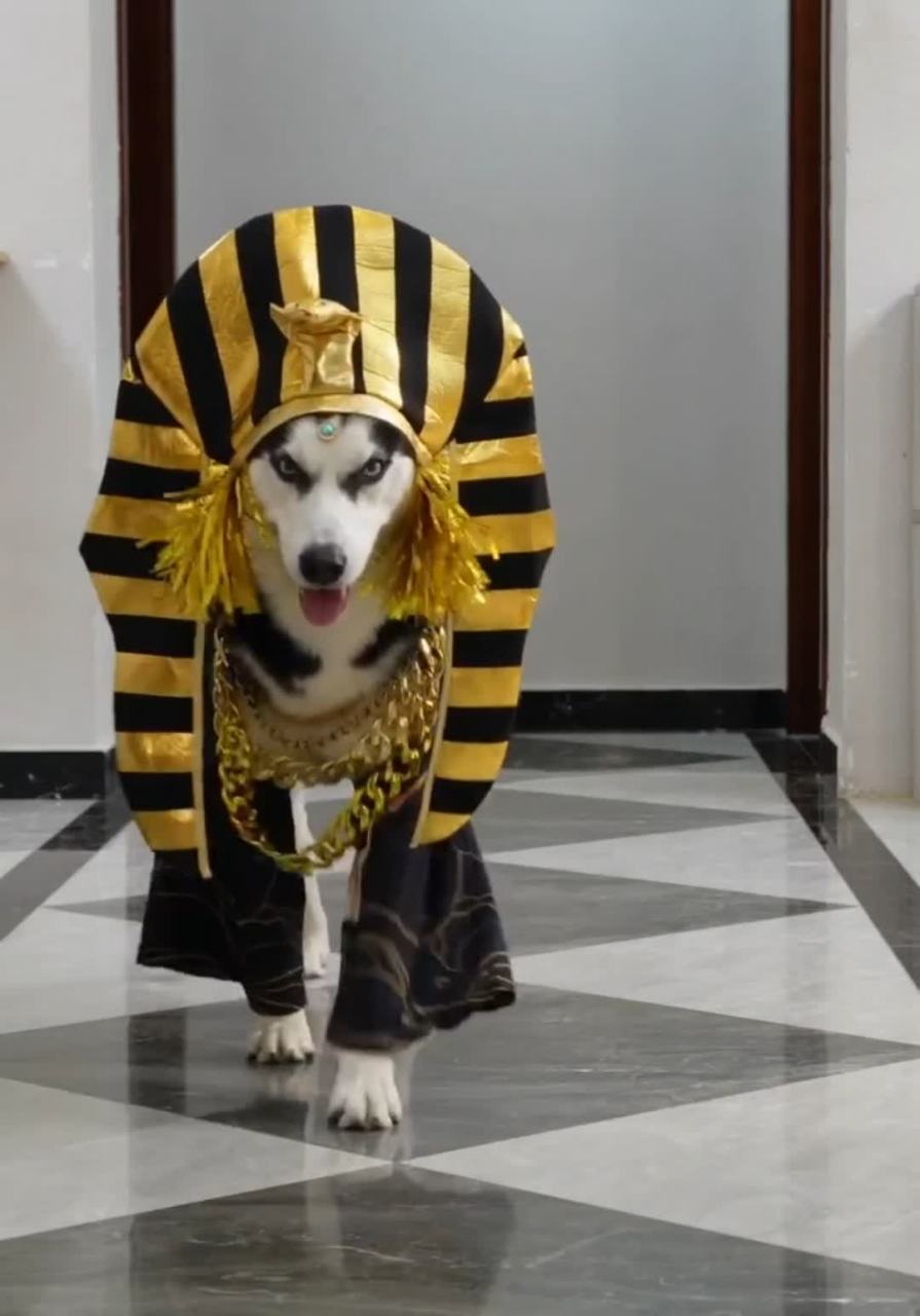 如果埃及法老知道狗子的装束,他一定会愤怒地醒来.[坏笑]